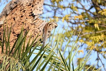 Squirrels sitting on dried tree. It is a members of the family Sciuridae. A family that small or medium sized rodents. squirrel family includes tree squirrels, ground squirrels  and flying squirrels.