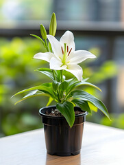 Potted white lily with bud, on wooden surface, blurred background