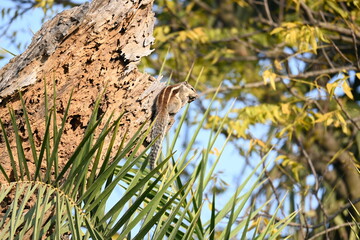 Squirrels sitting on dried tree. It is a members of the family Sciuridae. A family that small or medium sized rodents. squirrel family includes tree squirrels, ground squirrels  and flying squirrels.
