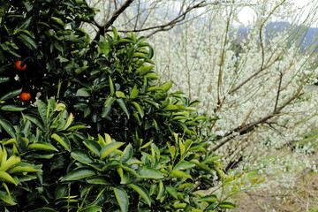 岐阜県池田町の葉っぱと梅