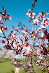Pink almond blossoms on tree branches against a blue sky and green grass. The delicate flowers create a beautiful contrast, symbolizing the arrival of spring and the beauty of nature.