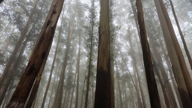 Eucalyptus forest - Ooty in Tamil Nadu, India