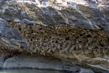 Picture of a nest of a streak - throated swallow bird or also known as indian cliff swallow bird