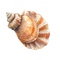 Fototapeta premium Seashell clipart