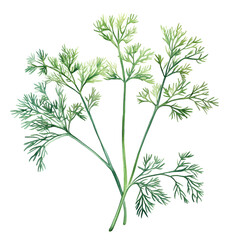 Fototapeta premium Green dill clipart isolated