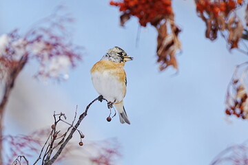 枝に止まるアトリ