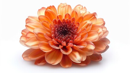 Radiant close-up of a dahlia bloom featuring a multitude of layered petals in shades of orange and red, creating a vibrant display