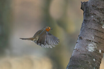 European Robin Erithacus rubecula taking off or flying