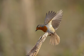 European Robin Erithacus rubecula taking off or flying