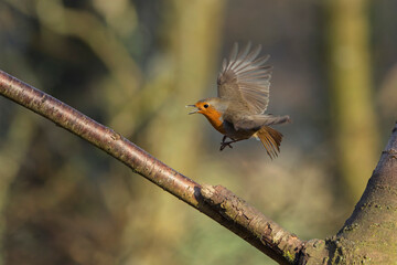 European Robin Erithacus rubecula taking off or flying