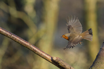 European Robin Erithacus rubecula taking off or flying