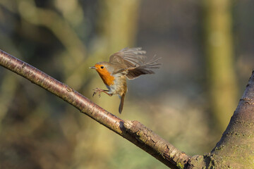 European Robin Erithacus rubecula taking off or flying