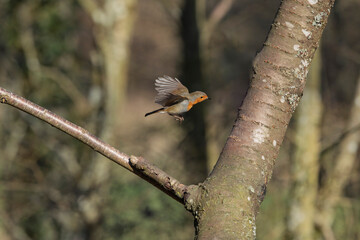 European Robin Erithacus rubecula taking off or flying