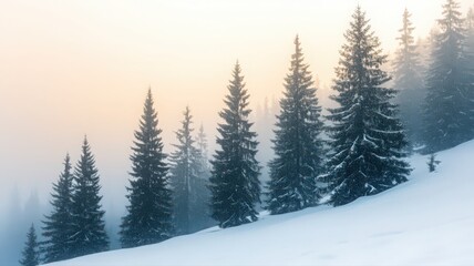 Snow Covered Fir Trees on a Foggy Hillside in Winter