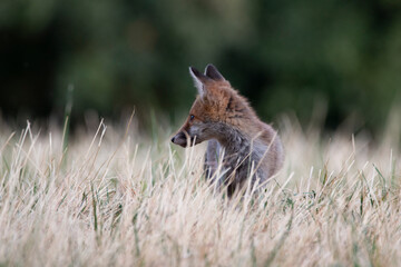 Watchful Pause: A Young Fox on Alert