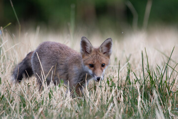 Curious Explorer in the Meadow