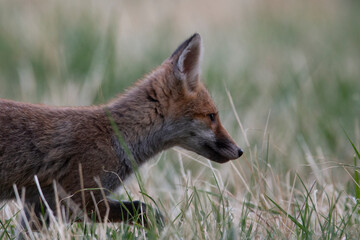 Innocent Steps: The Young Fox Crossing the Meadow