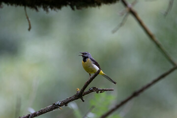 Spring Serenade: The Singing Grey Wagtail