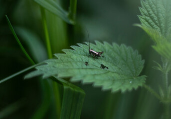 Tiny Adventurer on a Bed of Nettles