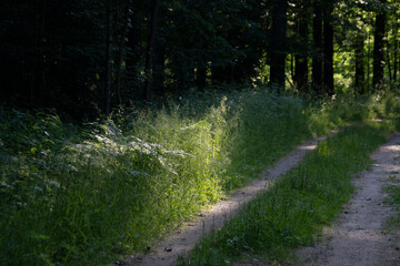 A Ray of Light on the Hidden Path