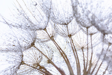 close up of dandelion