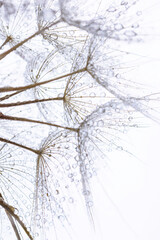 close up of dandelion