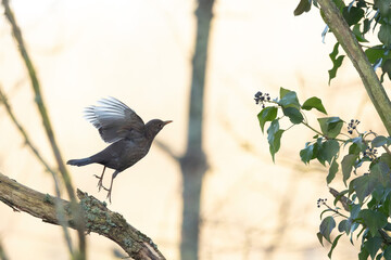 Blackbird Turdus merula feeding on ivy