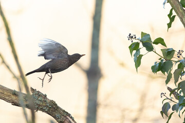 Blackbird Turdus merula feeding on ivy