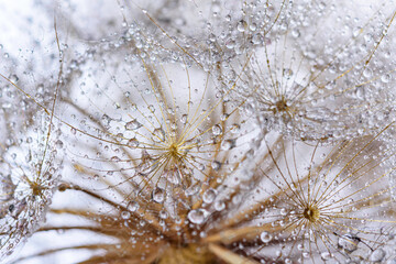 close up of dandelion