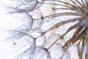 close up of dandelion