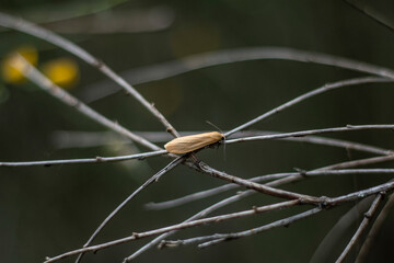 Golden Moth at the Crossroads of Shadows