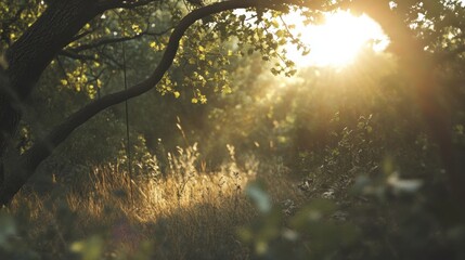 Sunlight streams through trees and illuminates forest vegetation beautifully