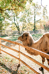 Brown fluffy camel peeks out from behind a fence on a green pasture