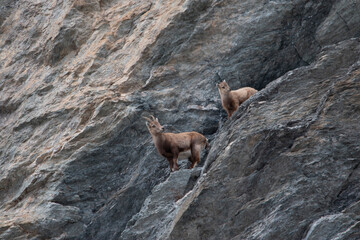 Following the Path of the Ancestors
