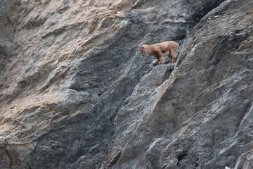 First Leap: A Young Ibex Faces the Void