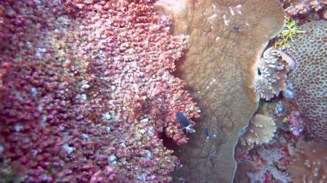 Bluestreak cleaner wrasse and chromis swim on a coral reef.