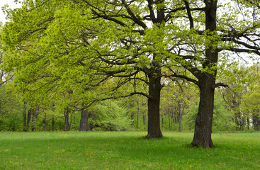 Fototapeta premium Lush green trees in a field on a beautiful sunny day
