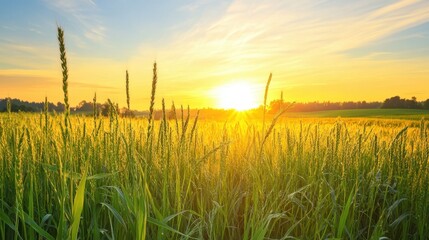 Golden Hour in Wheat Field: A Serene Sunset Landscape