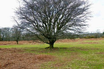 Longash in Yelverton in Dartmoor National Park, United Kingdom