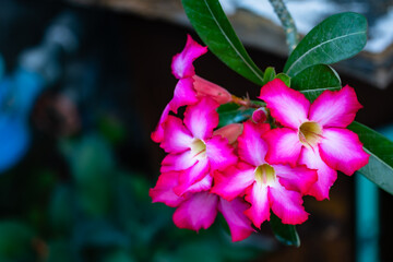 Pink flowers with green leaves