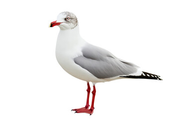 Fototapeta premium Isolated Seagull Standing Profile View