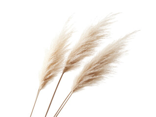 Isolated Bunch of Pampas Grass Plumes