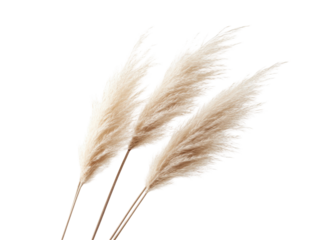 Isolated Bunch of Pampas Grass Plumes