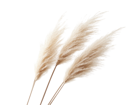 Isolated Bunch of Pampas Grass Plumes