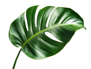 Isolated Monstera Leaf with Distinctive Splits and Deep Green Color