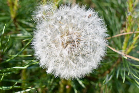 A close-up image of a white fluffy dandelion seed head (Taraxacum) standing tall among fresh green grass. - Powered by Adobe