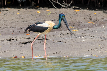 Black-necked Stork (Ephippiorhynchus asiaticus) - Tall, Iconic Wading Bird of Northern Australia