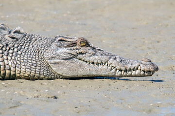 Saltwater Crocodile (Crocodylus porosus) - Apex Predator in Its Natural Habitat