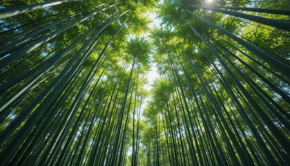 Fototapeta premium Lush Bamboo Forest Canopy with Sunlight Filtering Through Leaves