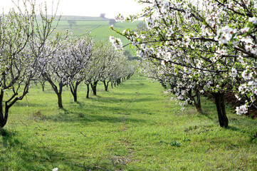 Blossoming almond trees in full bloom, with delicate pink and white flowers covering the branches....